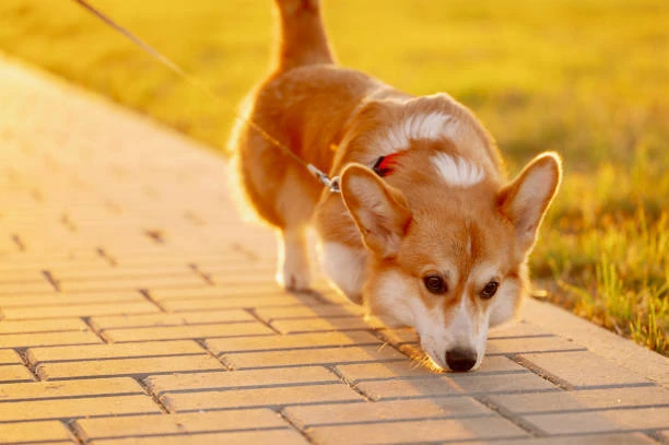 PawLux BD Hero Slider